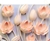 Picture of TULIPAN FASCIKL S ZIPOM