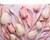 Picture of TULIPAN FASCIKL S ZIPOM